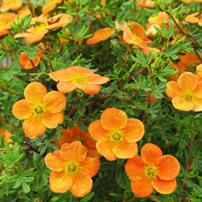 Лапчатка кустарниковая Белла Соль Лапчатка кустарниковая Белла Соль фото