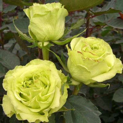 Роза Супер Грин - Dolina-Sad.Ru