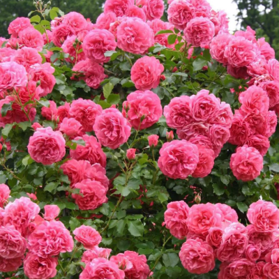 Роза Розариум Ютерзен Роза Розариум Ютерзен фото