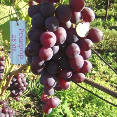 Виноград Рошфор Виноград Рошфор - Dolina-Sad.Ru