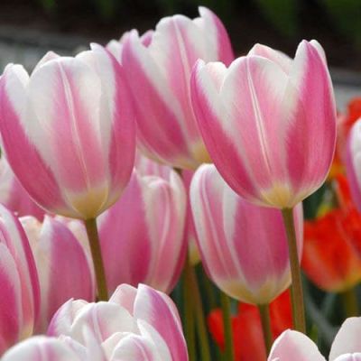 Тюльпан Силк Сюрпрайс Тюльпан Силк Сюрпрайс фото