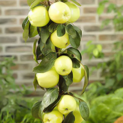 Яблоня колоновидная Икша/Осенняя Яблоня колоновидная Икша/Осенняя фото