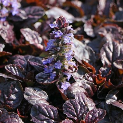 Живучка ползучая Атропурпуреа Живучка ползучая Атропурпуреа - Dolina-Sad.Ru