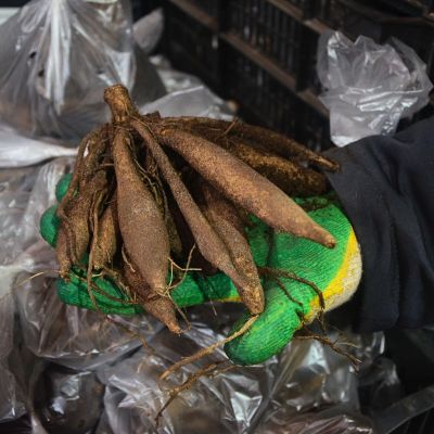 Георгина Тэйк оф Георгина Тэйк оф фото