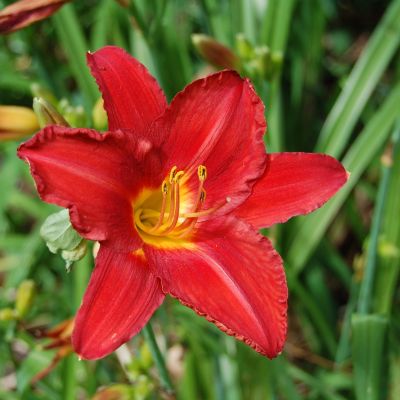 Лилейник Хей Зе Лилейник Хей Зе фото