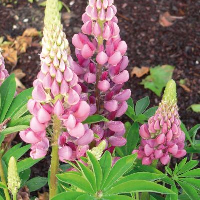 Люпин Роуз Шайдес - Dolina-Sad.Ru