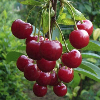 Вишня Превосходная Веньяминова Вишня Превосходная Веньяминова - Dolina-Sad.Ru