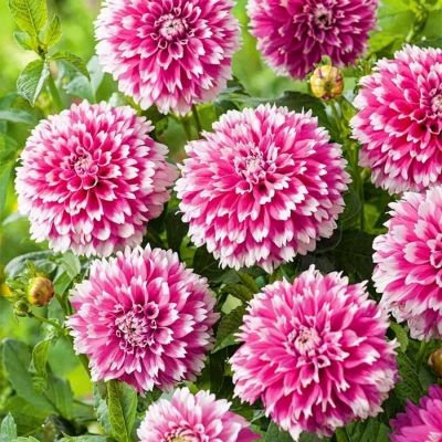 Георгина Фаззи Ваззи Георгина Фаззи Ваззи - Dolina-Sad.Ru