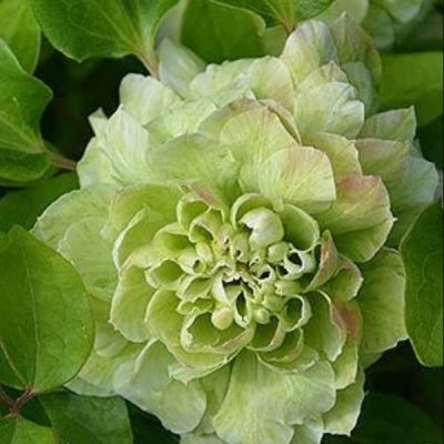 Клематис Кохана Клематис Кохана - Dolina-Sad.Ru