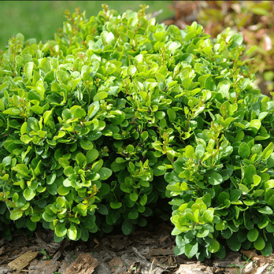 Барбарис тунберга Кобольд Барбарис тунберга Кобольд фото