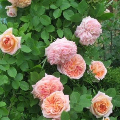 Роза Алхимик Роза Алхимик - Dolina-Sad.Ru