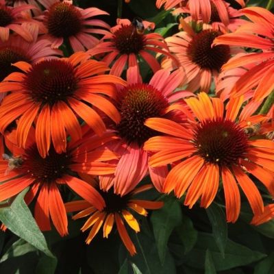 Эхинацея Оранж Скиппер , Эхинацея Оранж Скиппер , фото