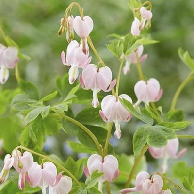 Дицентра Купид Дицентра Купид - Dolina-Sad.Ru