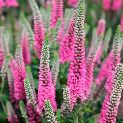 Вероника Пинк фото