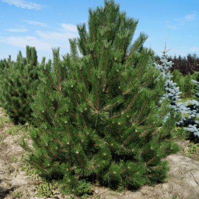 Сосна черная Сосна черная фото