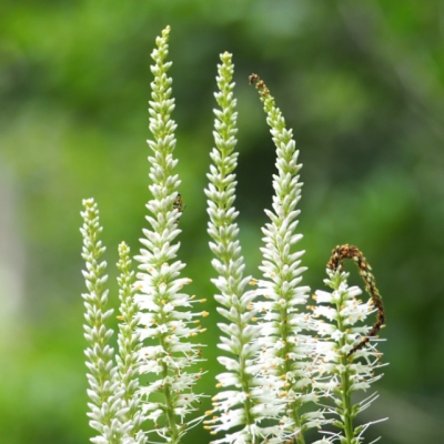 Вероника виргинский Альбум фото