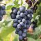 Виноград Саперави Виноград Саперави - Dolina-Sad.Ru