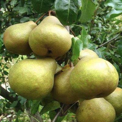 Груша Бессемянка Груша Бессемянка - Dolina-Sad.Ru