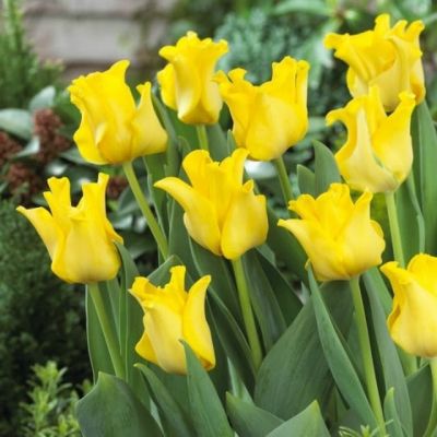 Тюльпан Йеллоу Кроу Тюльпан Йеллоу Кроу фото