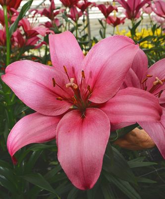 Лилия Тренди Дакота Лилия Тренди Дакота - Dolina-Sad.Ru