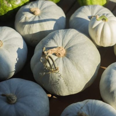 Тыква крупноплодная Крошечка-Хаврошечка (А) фото