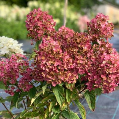 Гортензия метельчатая Тиклд Пинк, С2 Гортензия метельчатая Тиклд Пинк, С2 - Dolina-Sad.Ru