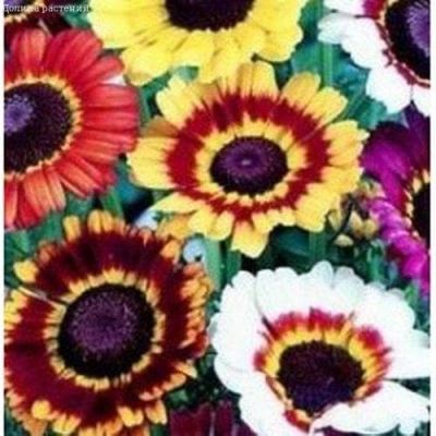 Хризантема Радость фото