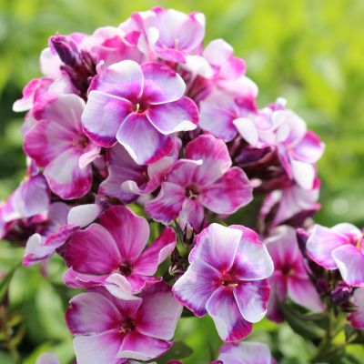 Флокс метельчатый Неон Флае Блу Флокс метельчатый Неон Флае Блу - Dolina-Sad.Ru