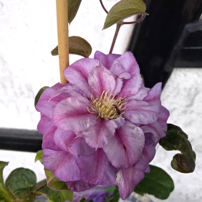 Клематис Королева Бона Клематис Королева Бона - Dolina-Sad.Ru