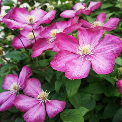 Клематис Карменсита Клематис Карменсита фото