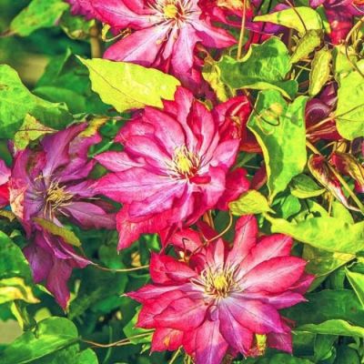 Клематис Каен Клематис Каен - Dolina-Sad.Ru