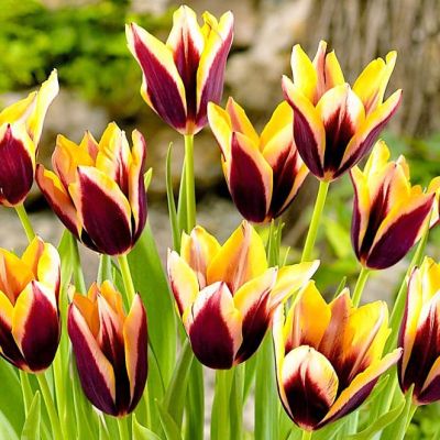 Тюльпан Гавота Тюльпан Гавота фото