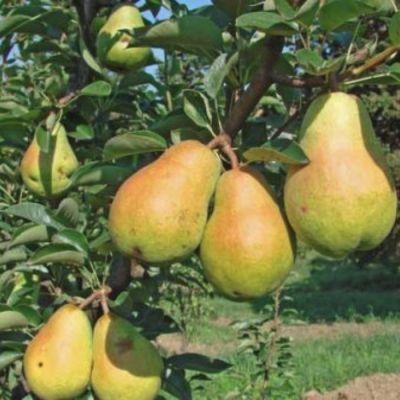 Груша Феерия Груша Феерия - Dolina-Sad.Ru