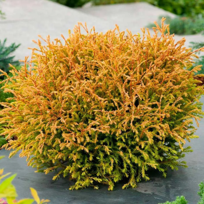 Туя Западная Голден Таффет, С2 Туя Западная Голден Таффет, С2 - Dolina-Sad.Ru