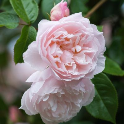 Роза Дженероуз Гарденер Роза Дженероуз Гарденер - Dolina-Sad.Ru