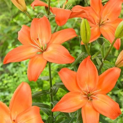 Лилия Изи Лав Лилия Изи Лав - Dolina-Sad.Ru