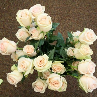 Роза Ла Перла Роза Ла Перла фото