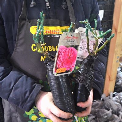 Роза Баронесса Роза Баронесса фото