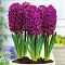 Гиацинт Вудсток Гиацинт Вудсток фото