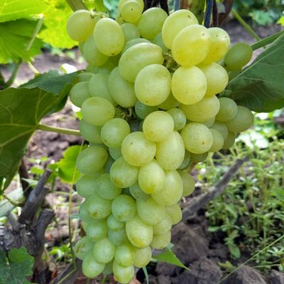 Виноград Регал Виноград Регал - Dolina-Sad.Ru