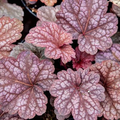 Гейхера гибридная Берри Смузи Гейхера гибридная Берри Смузи - Dolina-Sad.Ru