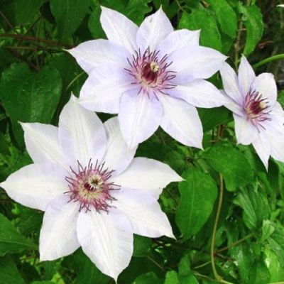 Клематис Фую-Но-Таби Клематис Фую-Но-Таби - Dolina-Sad.Ru