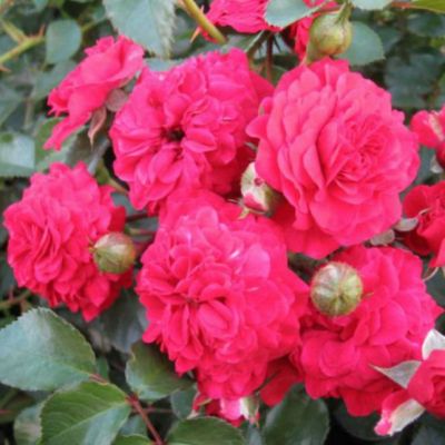 Роза Хэллоу Роза Хэллоу - Dolina-Sad.Ru