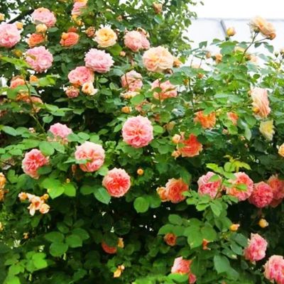 Роза Алхимик Роза Алхимик - Dolina-Sad.Ru