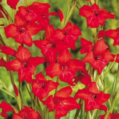 Гладиолус Мирелла Гладиолус Мирелла - Dolina-Sad.Ru