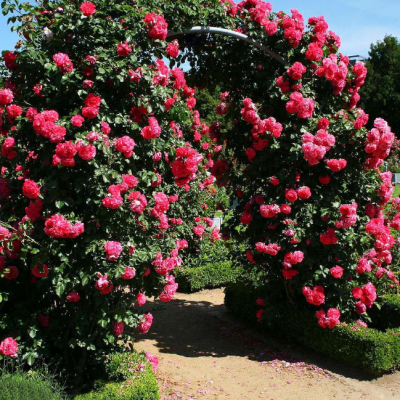 Роза Розариум Ютерзен Роза Розариум Ютерзен фото