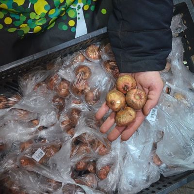 Гладиолус Криспи фриззл Гладиолус Криспи фриззл фото