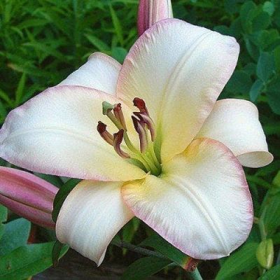 Лилия Буги Вуги Лилия Буги Вуги фото