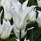 Тюльпан Баллад Уайт Тюльпан Баллад Уайт фото