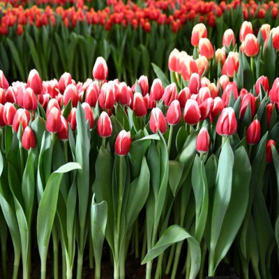 Тюльпан Де дайк - Dolina-Sad.Ru